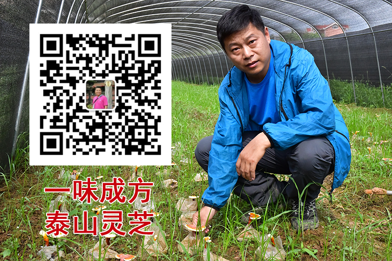 現在網上賣泰山靈芝的不少啊,只要是泰山種的都應該是正宗的吧?