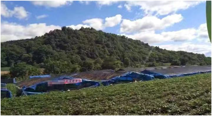 活雪泰山靈芝尹濤：靈芝孢子粉市場那些假冒偽劣擾亂市場的行為