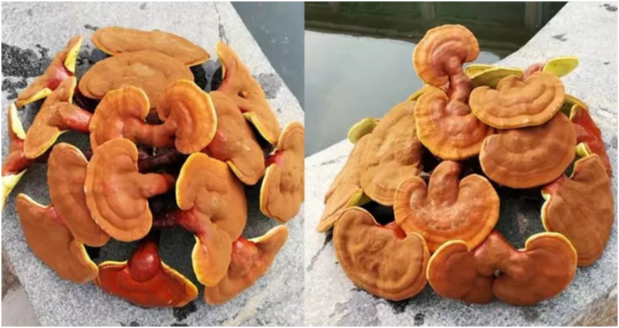 一味成方尹濤：新鮮靈芝該怎么保存？