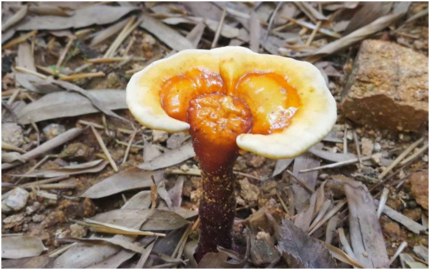 泰山之大，為什么一味成方泰山靈芝基地選址泰山深山桃花峪