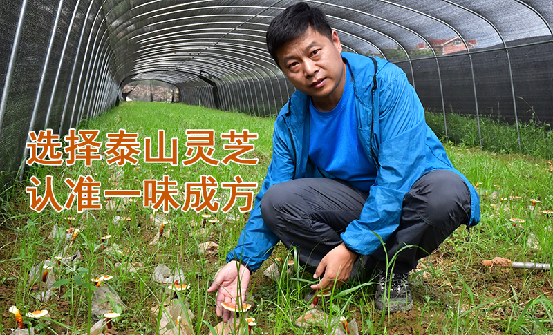 同樣是在泰山培育靈芝，為什么一味成方的靈芝品質(zhì)更好？