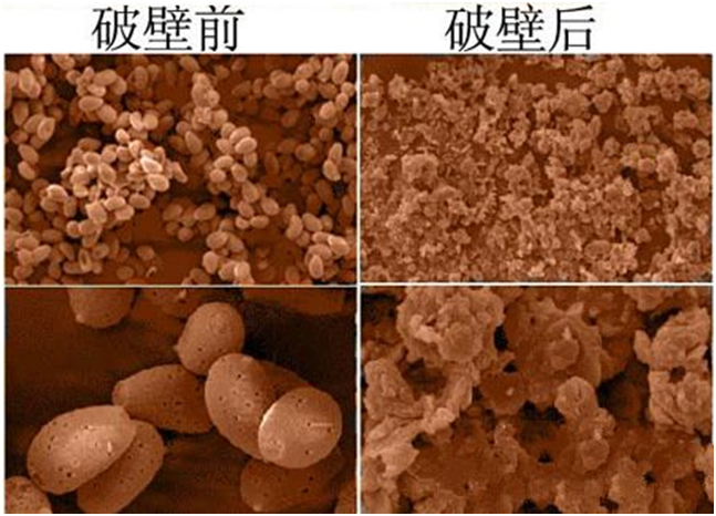 一味成方尹濤：靈芝孢子粉破壁里的門道兒