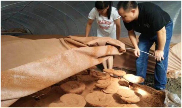 農(nóng)戶自產(chǎn)自銷的靈芝孢子粉品質(zhì)可信嗎?