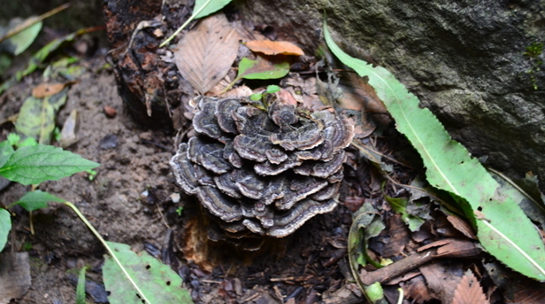 泰山靈芝尹濤:并不是所有野生靈芝都可以食用