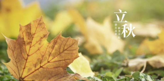 一味成方泰山靈芝尹濤:立秋吃靈芝,養肺的同時滋補整個秋冬