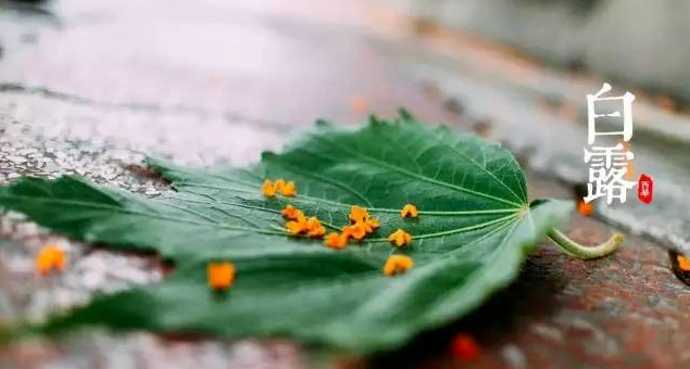 一味成方:秋風生白露,靈芝養君身