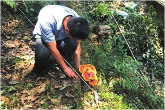 野生靈芝主要分布在我國的哪些地區？