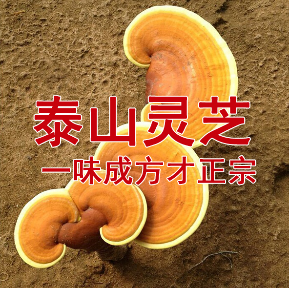 泰山靈芝尹濤：從靈芝一味成方角度，如何看待這兩個錯誤認識？