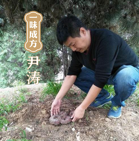 一味成方尹濤:人工種植與野生栽培靈芝有何區別?靈芝的功效與作用