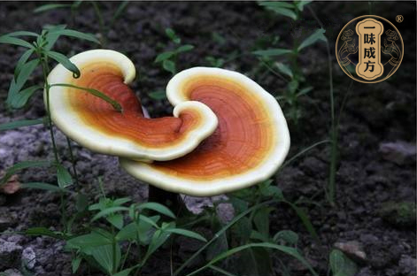 一味成方尹濤：靈芝孢子粉什么時候吃更好？