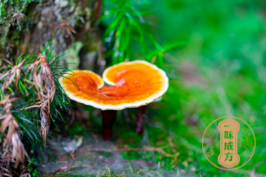 一味成方泰山靈芝尹濤：靈芝孢子粉沒病能吃嗎？