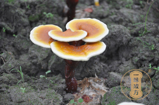 一味成方泰山靈芝尹濤：靈芝孢子粉長期吃有害嗎？