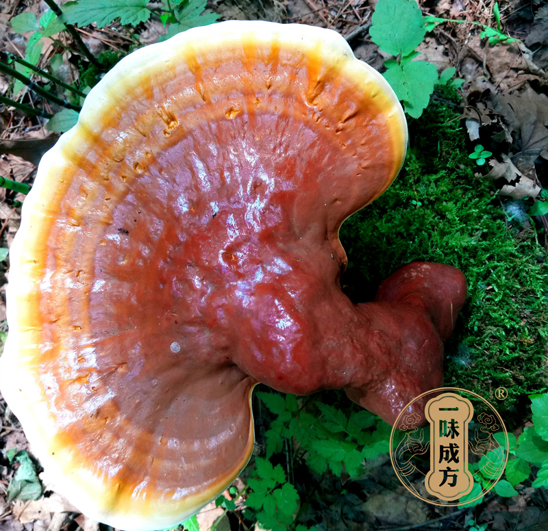 一味成方泰山靈芝尹濤：靈芝孢子粉可以長期吃嗎？