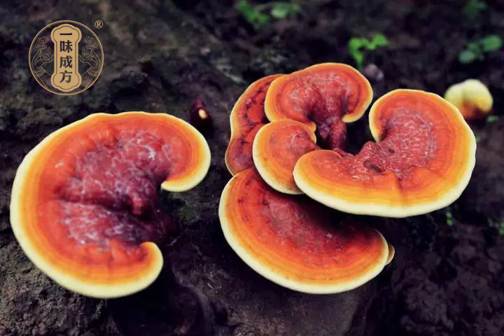 一味成方：人工種植與野生栽培靈芝有何區(qū)別？