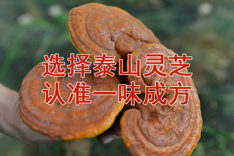 尹濤：靈芝菌絲體比靈芝孢子粉好嗎？