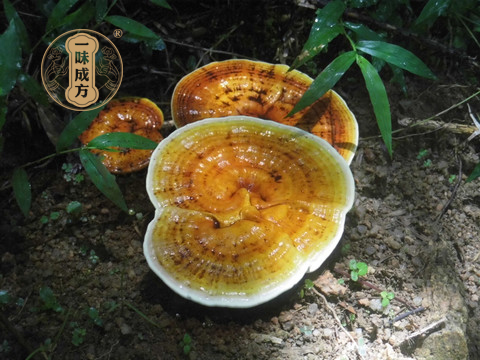 泰山靈芝尹濤:靈芝孢子粉什么時候吃更好?