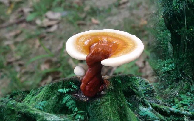這6種腫瘤患者服用靈芝孢子油很有效！