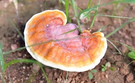 一味成方:什么是“反季節(jié)靈芝”?反季節(jié)靈芝孢子粉能吃嗎?