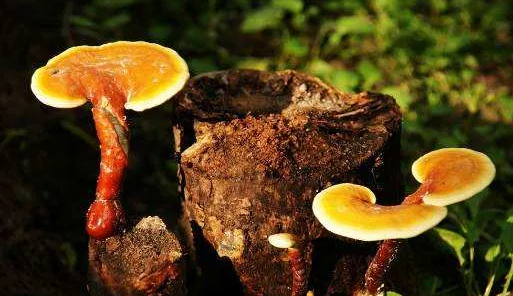 一味成方:“三伏天”養(yǎng)生,吃靈芝孢子油養(yǎng)肝護肝