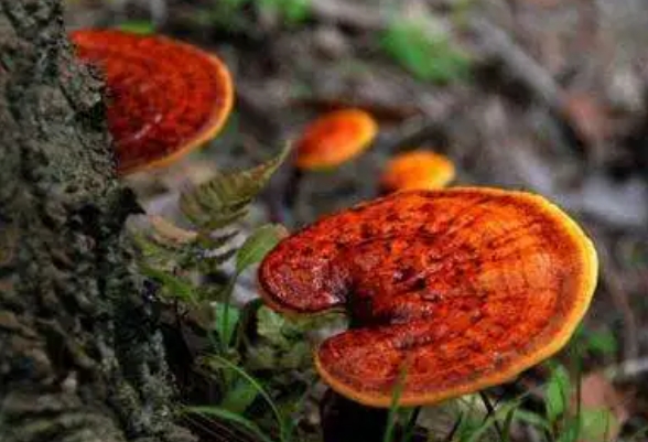 關于靈芝孢子油改善睡眠的研究,都在這里啦!