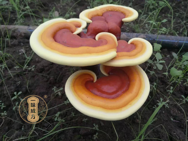 林志彬：靈芝有這10大功效