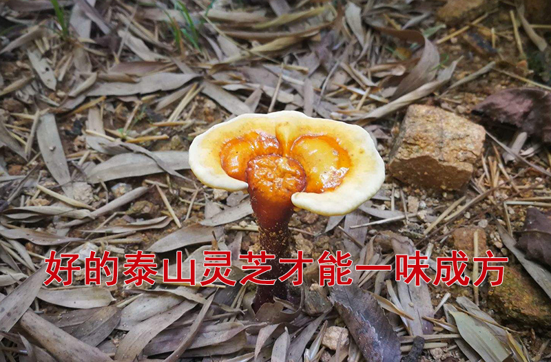 一味成方：靈芝藥理作用知多少？不僅能降低血脂、調節血脂，還能......