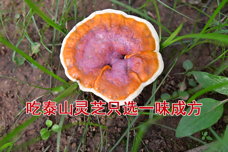 一味成方:靈芝,不僅可調節血壓還可調節血脂?