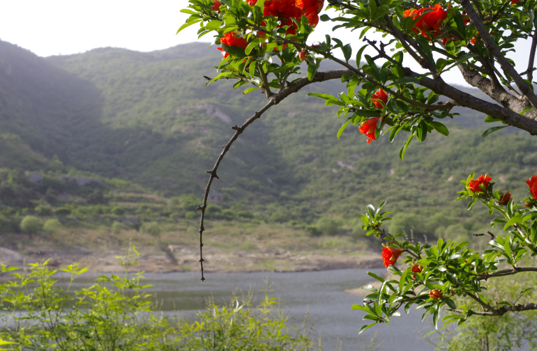 泰山山水滋養(yǎng)泰山萬(wàn)物，更滋養(yǎng)了泰山靈芝