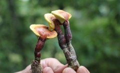 泰山靈芝、和田玉等國字號特產(chǎn)，是我們的驕傲