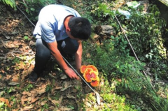 野生靈芝主要分布在我國的哪些地區(qū)？