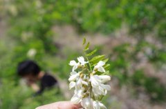 泰山自駕游，帶你一起賞靈芝