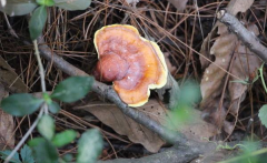 靈芝菌種對一味成方靈芝孢子粉品質(zhì)的影響