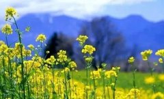 春季哮喘“糾纏”，靈芝孢子粉來拯救