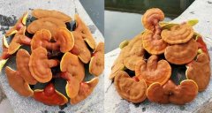 還有人不知道靈芝和靈芝孢子粉如何保存？