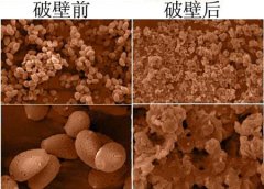 關于靈芝孢子粉破壁的那些事兒